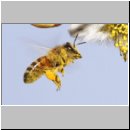 Apis mellifera - Honigbiene 09.jpg